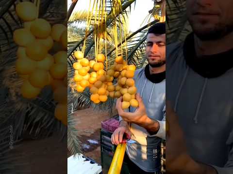 || दुनिया की सबसे बढ़िया खजूर || #viralvideo #trending #shorts