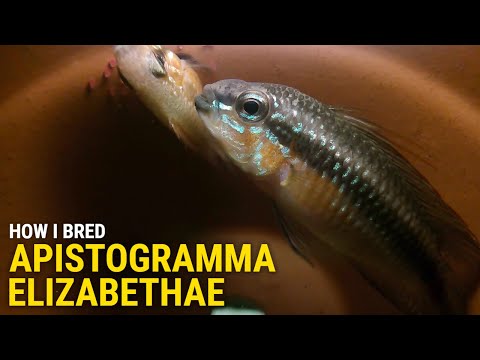 How I Bred Apistogramma Elizabethae at Home In this video I'll cover my approach to breeding and raising Apistogramma Elizabethae.  I'll explain