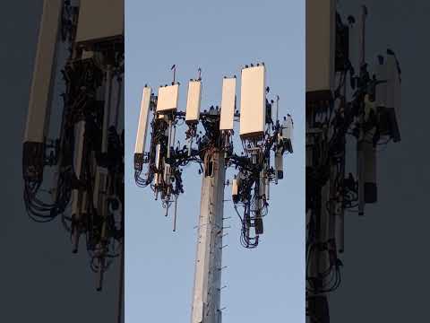 birds like the internet too