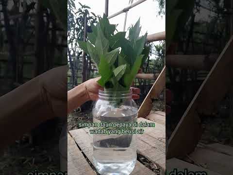 Manfaat Lain Dari Daun Pepaya #shortvideo