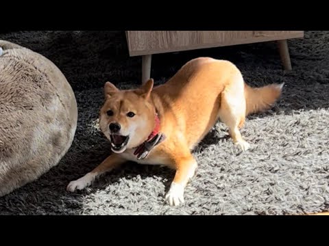 kenji goes goblin mode over blueberries