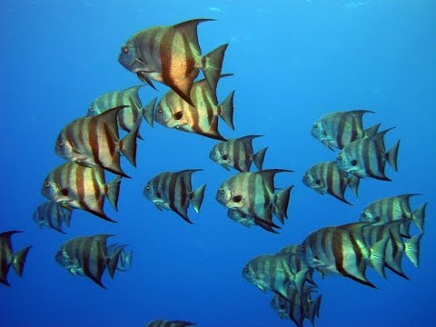 YouTube video thumbnail: Wildlife and Heritage on Turks and Caicos Islands