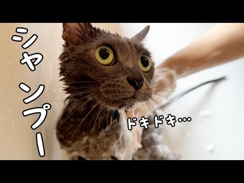 おめめまん丸で頑張るハムちゃんのシャンプー！