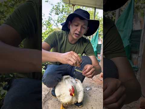Como Quitar La Pest3 En Nuestros Pollos (PARTE 1) #losbarrerita #campo #shorts #shortvideo