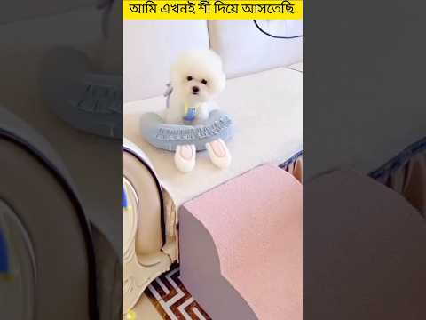 বন্ধু তুমি আমাকে খাওয়া দিবা আমি এখনই শি দিয়ে আসতেছি #shorts#dog