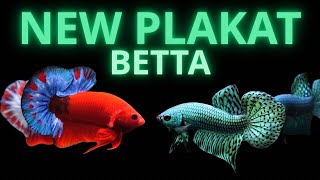 Video Alien X Red Fancy Mới | New Betta Plakat | Betta Sales