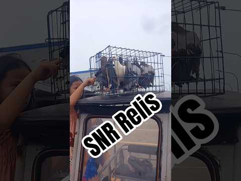 Tars toss tayo uli subok uli #alburoloft #idol #kalapatids