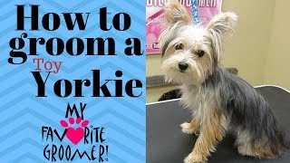 Yorkie Dog Grooming Tips And Products Videos Kansas City Comic Con