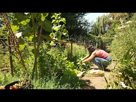 No muchos saben esto | Cocinar con los que hay en la Huerta