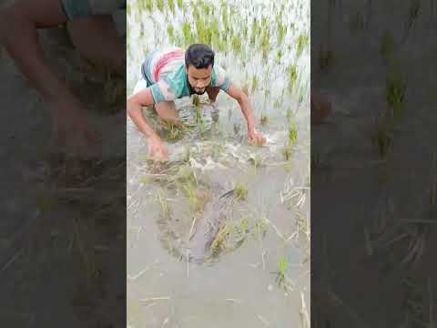 কত বড় মাছ|#funny #shortviral #shortsvideo #banglafunnyvideo