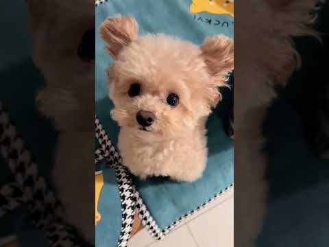 法修散打(立耳朵版) #萌宠 #小狗小狗小狗小狗 #宠物日常 #可爱小狗 #泰迪