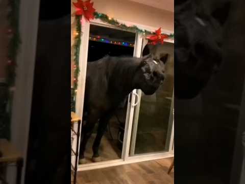 SkinWalker Disguised As Animals PRT-12 ☢️ #viral #ytshorts