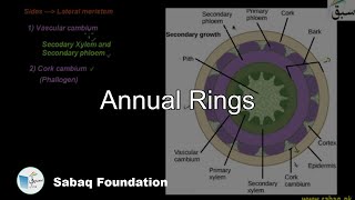 Annual Rings