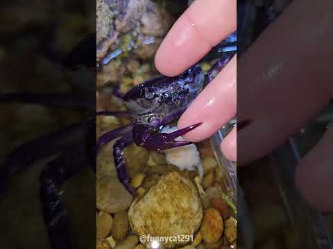 Crab have fun🦀#crab #core #crabsoftiktok #pet#animalsoftiktok #fyp #funny #pet #reaction