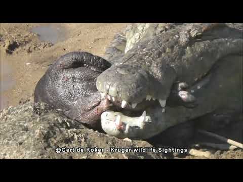 Kruger’s Creepy Side: Strange but beautiful Sightings.