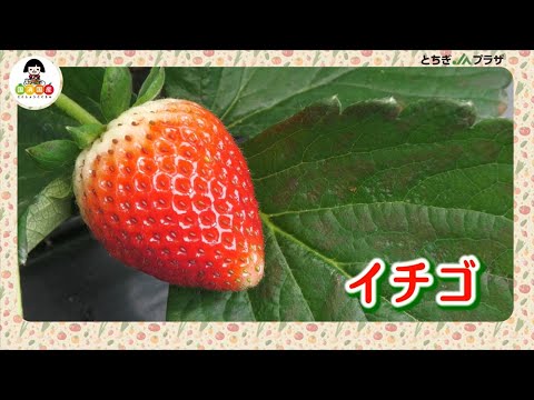 ＜232＞味・量ともに日本一のイチゴ産地　JAはが野の「イチゴ」