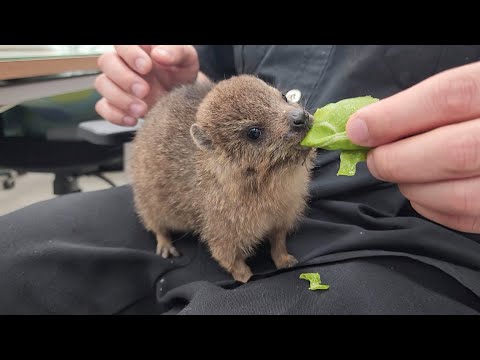 아장아장 아기 바위너구리가 태어났어요! 심장 부여잡고 보세요ㅠㅠ