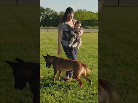 #usa🇺🇲 #k9trainer #dog🐕🐕 #dogfinstagram #trending #trainingdogs #k9 #tactical #viralshorts #fyp