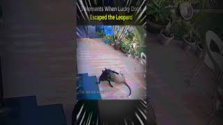 3 Moments When Lucky Dogs Escaped the Leopard