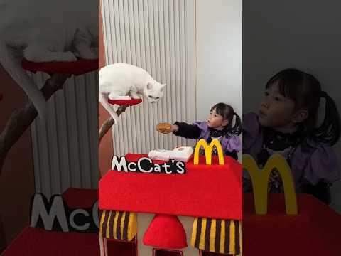 مشردةبَيْتٌ جَمِيلٌ 🏠 لِقِطَّةٍ مُشَرَّدَةٍ 🐱❤️