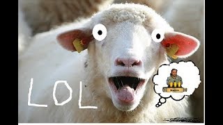 Eskalatioooon! - YetiShow #02