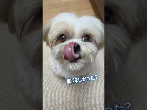 【シーズー】美味しかった?にだけ舌チロしてしまうはに丸 #シーズー #shihtzu #shorts