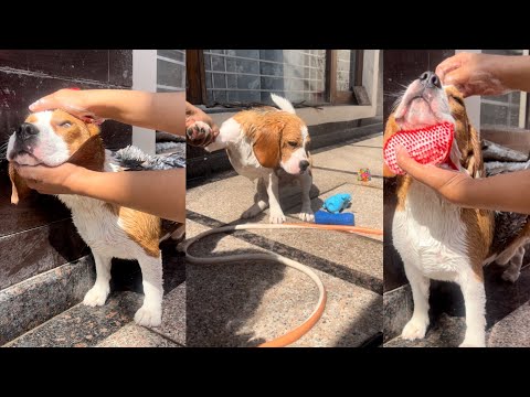 Cute beagle demands outdoor bath (@radiant_romeo )