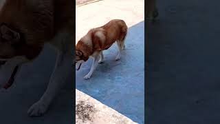 kaisi halt hai mere aa tuje main...###Siberianhusky#shortsvideo
