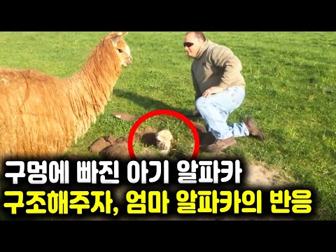 구덩이에 빠진 아기 알파카를 구해줬더니...
