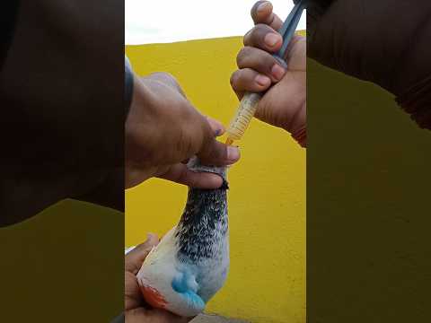 कबूतर  ko अंडा pilaya 😘🥰✅ #pigeon #shorts #birds #virel #trending #trainingpigeon #youtubeshorts