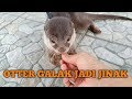 Otter Care and Behavior Insights