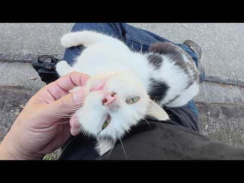 おかっぱ頭のブチ猫がひざの上に乗って見つめてきた