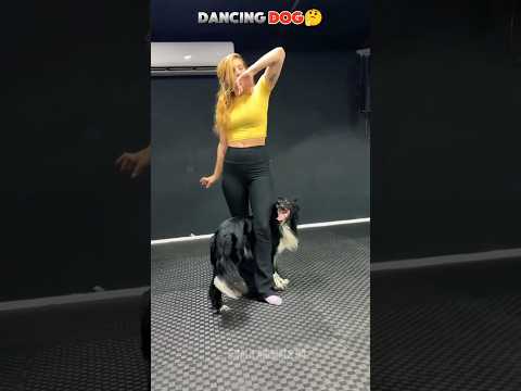 DANCING DOG💀#shorts#trending #trending #viral #dancedog #dog #dogshorts #trendingshorts#funny#cute