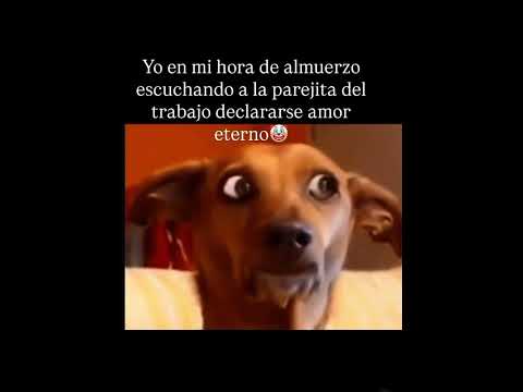 #dog #all #reir #humor #lol #pets #100 #fun #memes #todos #doglove #humor #parati #fyp #viral #short