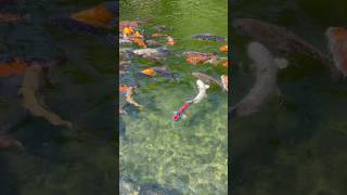 Koi fish in Japanese gardens Germany #aquarium #fish #koifish