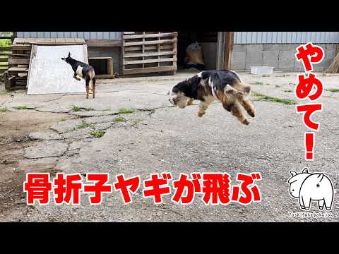 【前向きな姿に感動】骨折リハビリ中のあすか親子!ギプス生活にも慣れて運動場で元気いっぱいに遊ぶお兄ちゃんが愛おしい 2026年5月20日 #骨折ヤギ