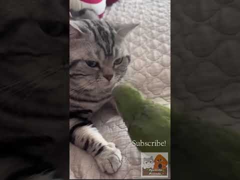 Adorable Chaos: Funny Animals 🐕🐾