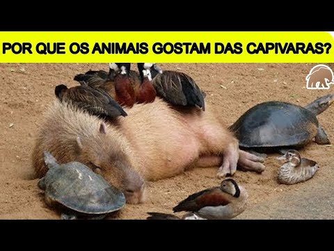 POR QUE OS ANIMAIS GOSTAM TANTO DAS CAPIVARAS - Mundo Animal