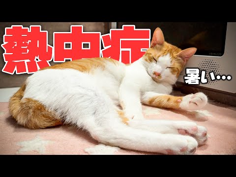 猫の熱中症を防ぐための正しい水分補給と対策方法 サムネイル
