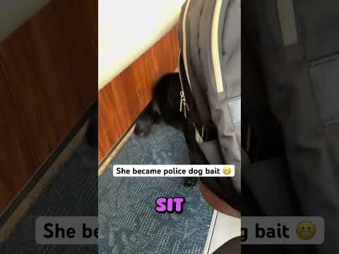She became K9 Police Dog Bait 😅(@alexstinergirl)