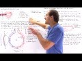 Respiratory System Concepts Assessment