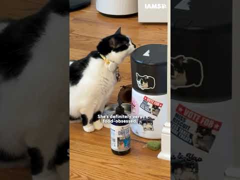 22-Pound Cat Loses 10 Pounds Thanks To Her Love Of Food | The Dodo