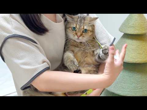 病院に行くことを全力拒否する猫との攻防戦がこちら…笑