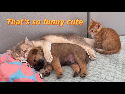Finally, the kitten wouldn't let the mother cat cuddle the puppy while sleeping! So funny and cute!
