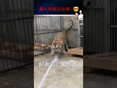 動物園で最も難しい仕事は、トラをお風呂に入れることです。