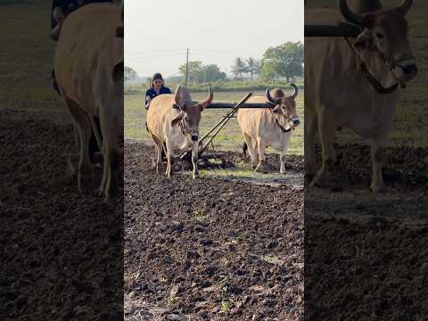 Khet ka kaam firse chalu