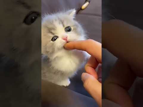 #قطط #ذكاء اصطناعي #مضحك #تسلية #اطفال #مرح #قطط_مضحكة #Cats