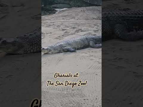 Gharials at The San Diego Zoo! 