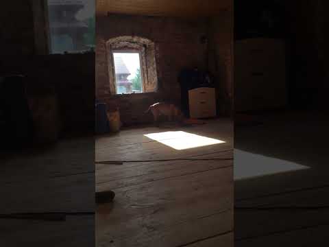 #shorts Дворянка продолжение