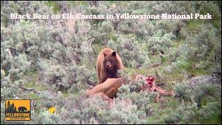 Black bear on Elk Carcass in Yellowstone - Bears of Yellowstone